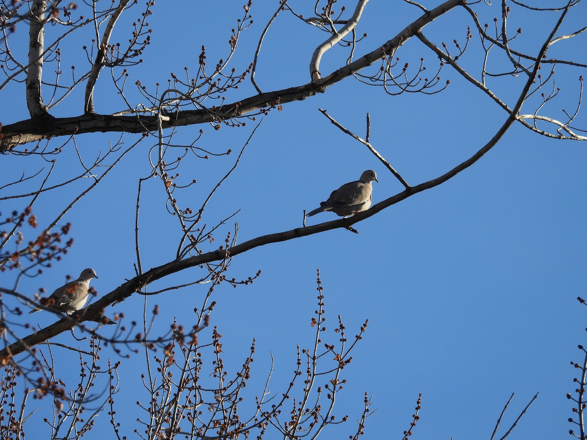 Eurasian Collared-Dove - ML646994172