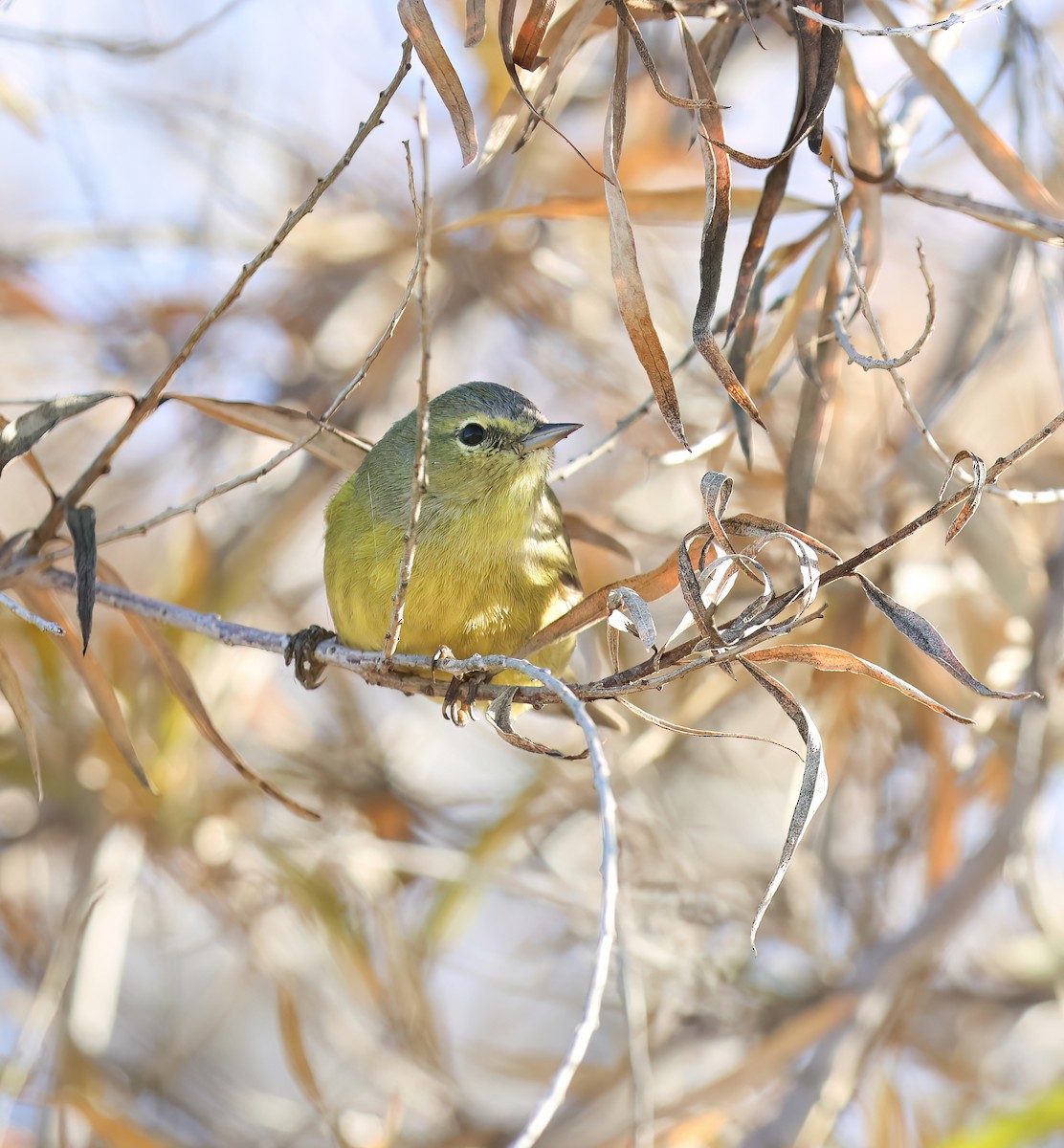 Orange-crowned Warbler - ML646994174