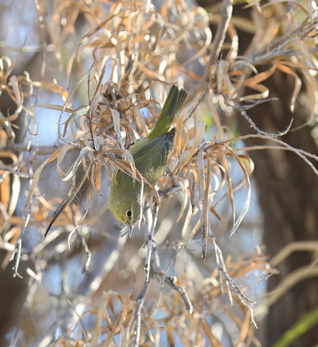 Orange-crowned Warbler - ML646994176