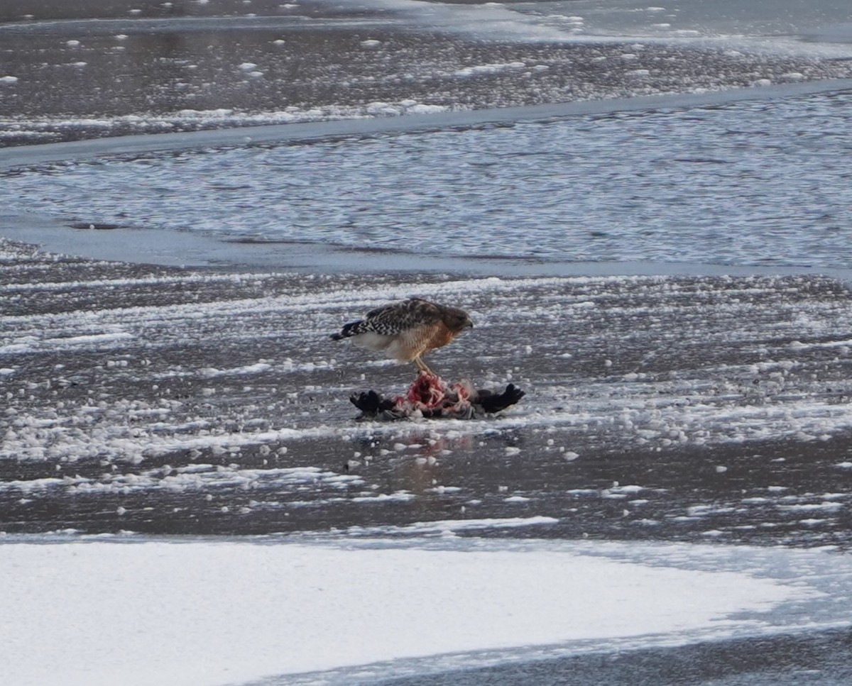 Red-shouldered Hawk - ML646994178