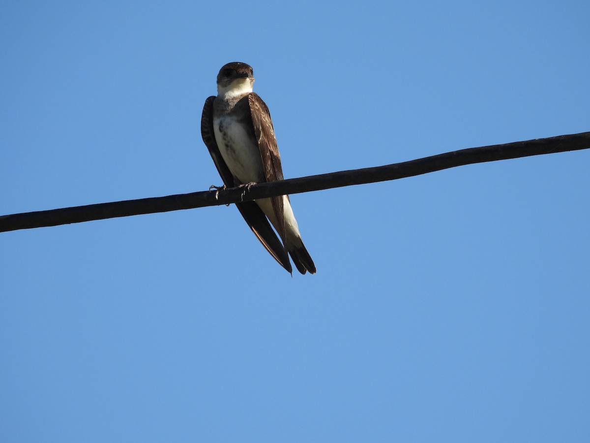 Brown-chested Martin - ML646994184