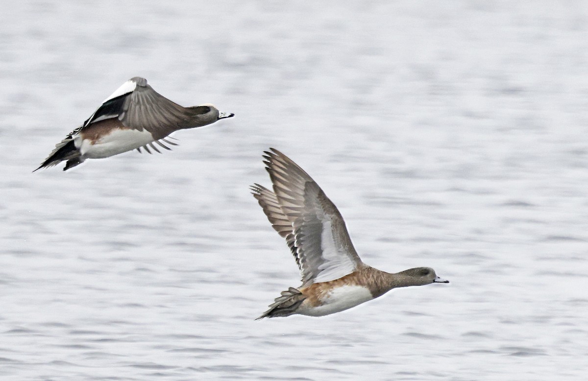 ברווז אמריקני - ML646994186