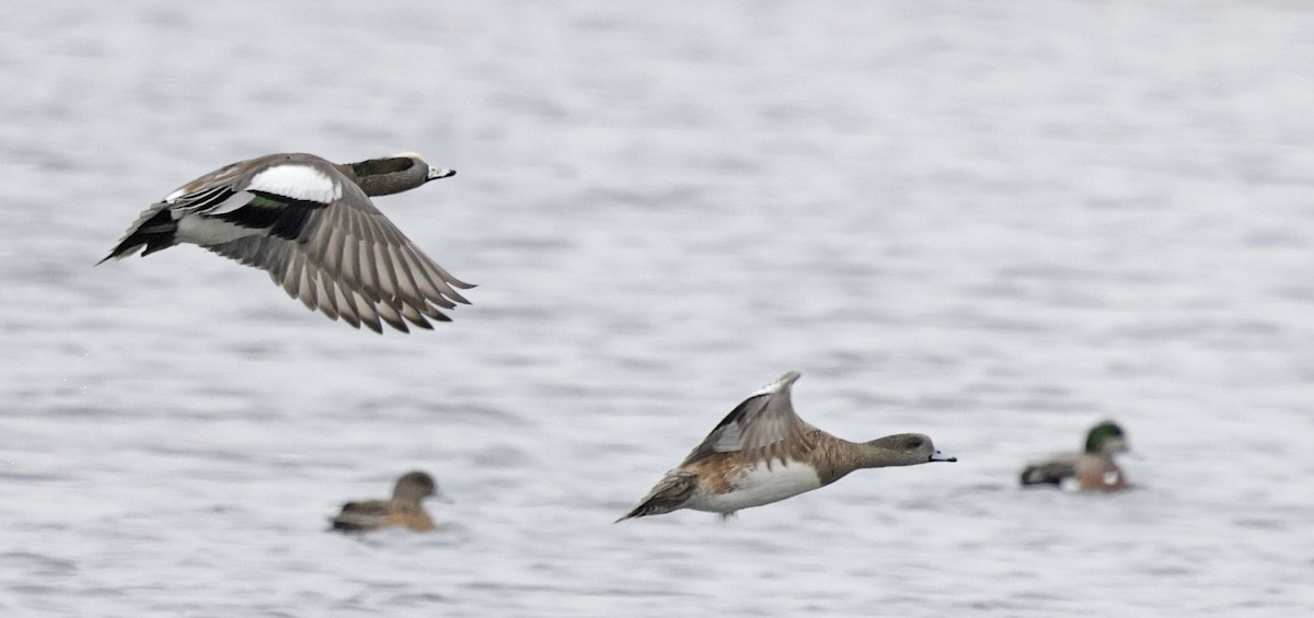 ברווז אמריקני - ML646994187