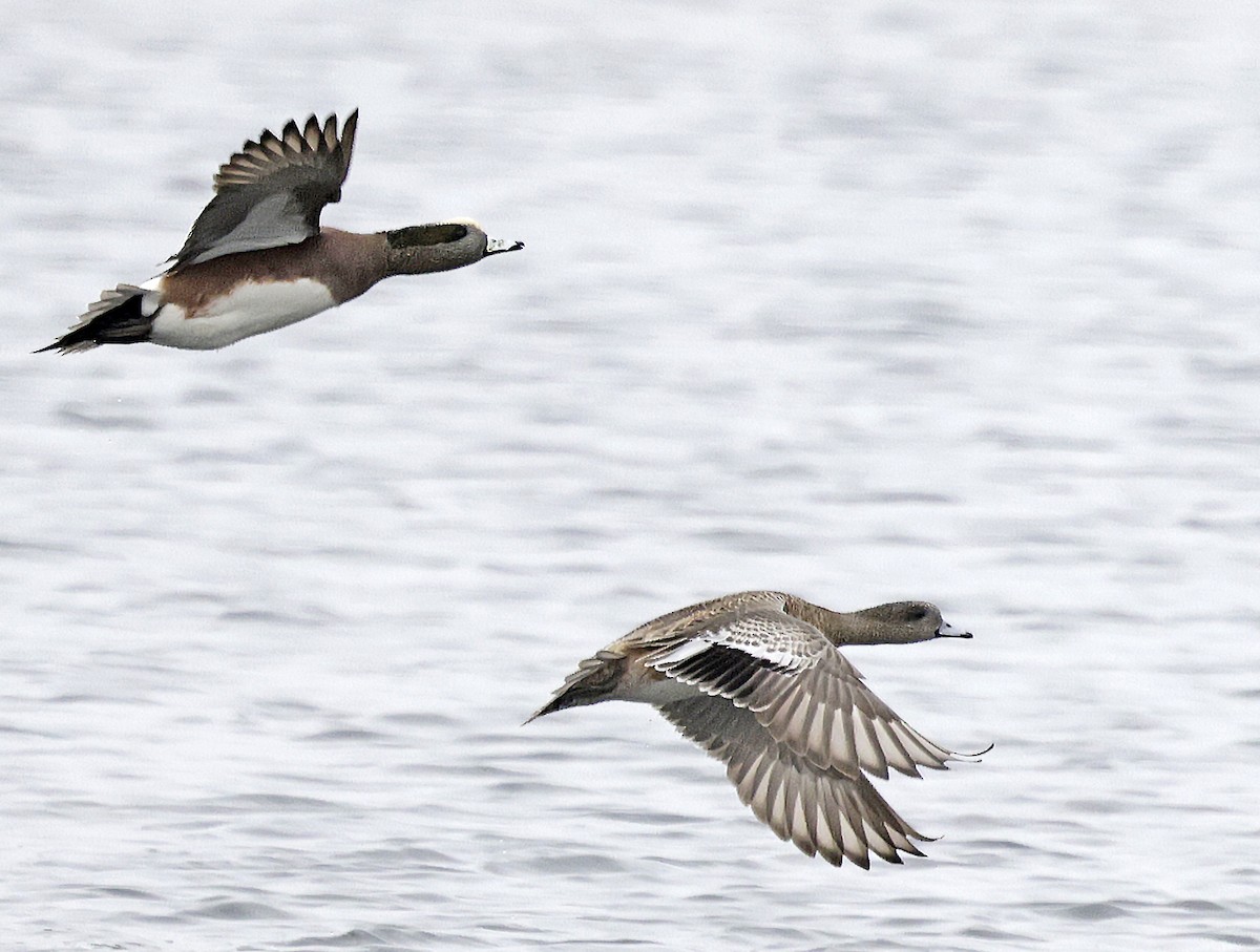 ברווז אמריקני - ML646994188