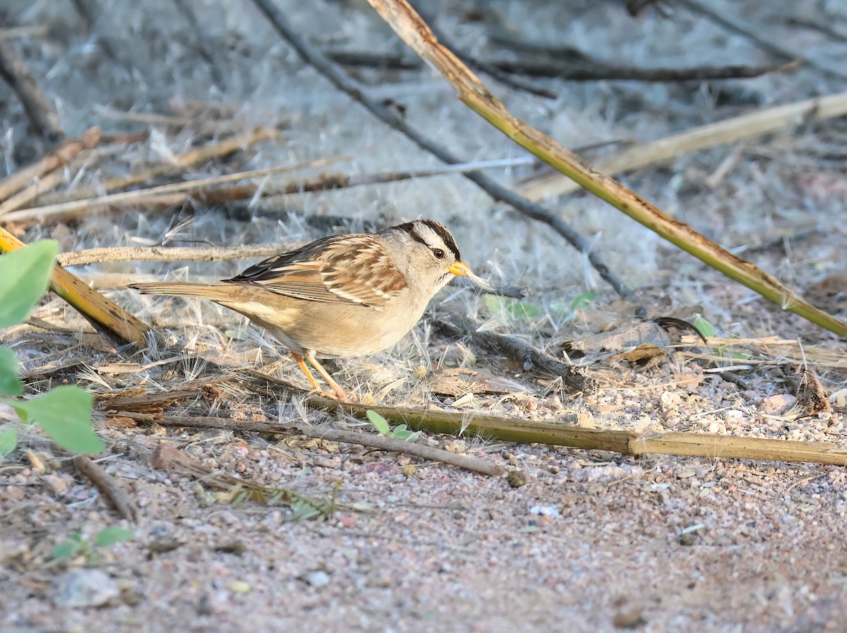 White-crowned Sparrow - ML646994189
