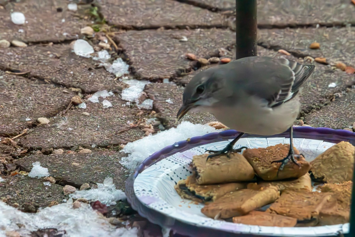 マネシツグミ - ML646994190