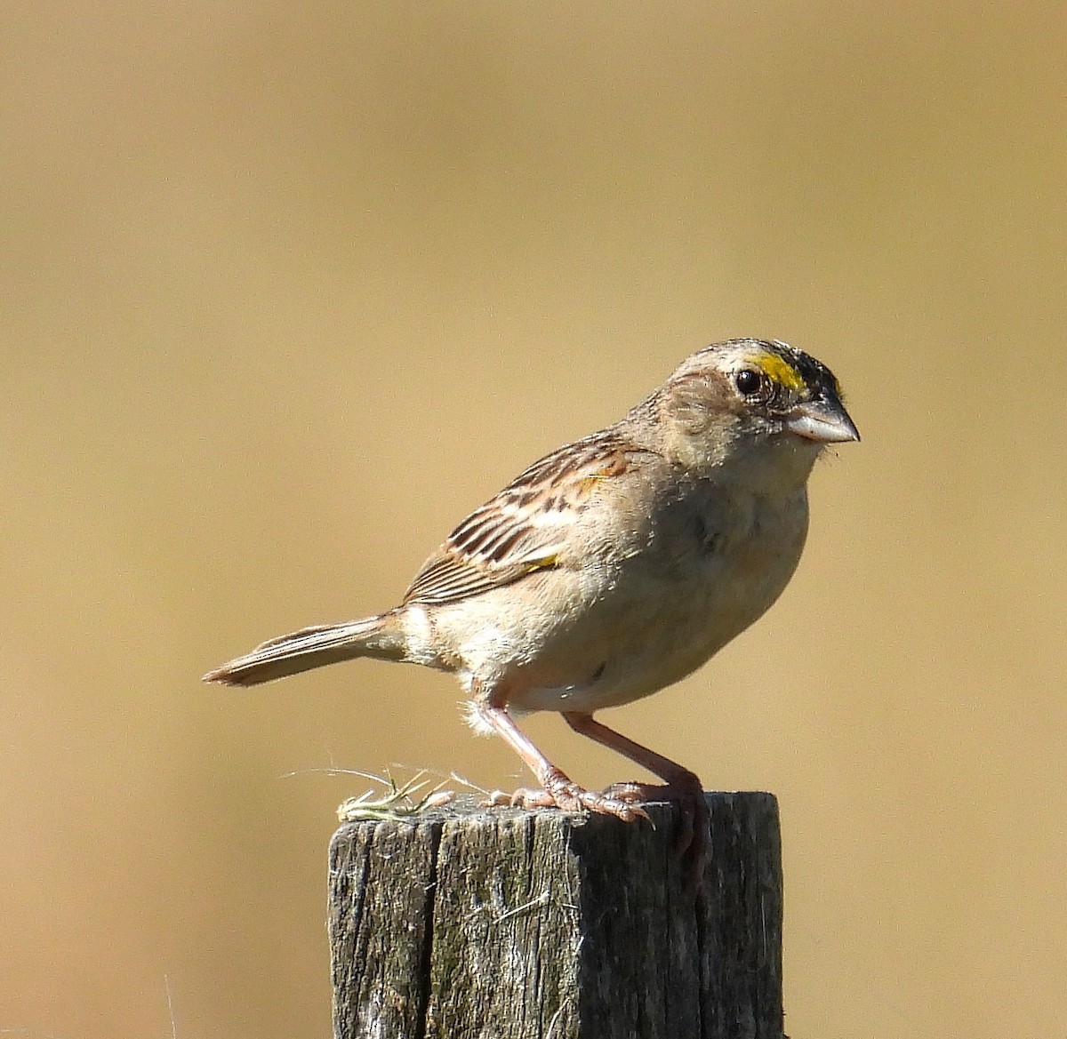 Grassland Sparrow - ML646994204