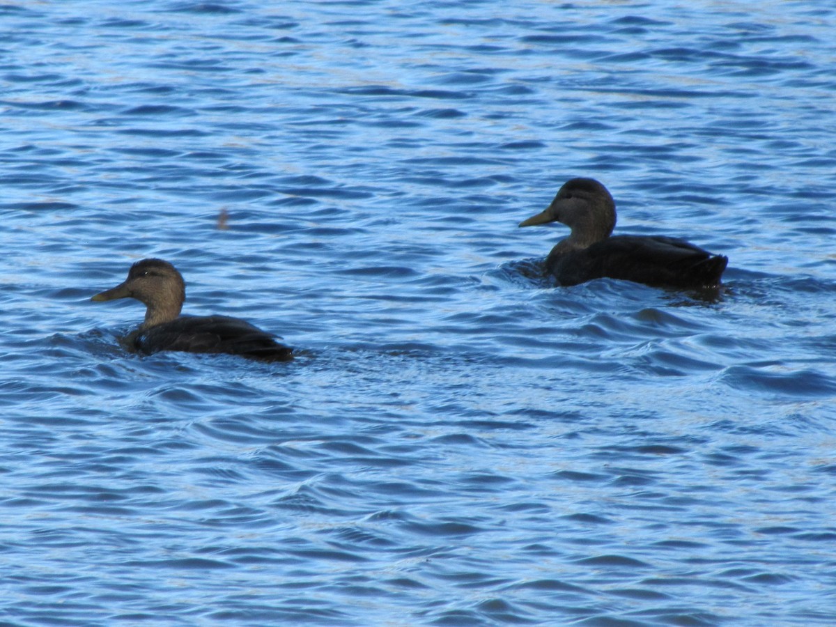 American Black Duck - ML646994207