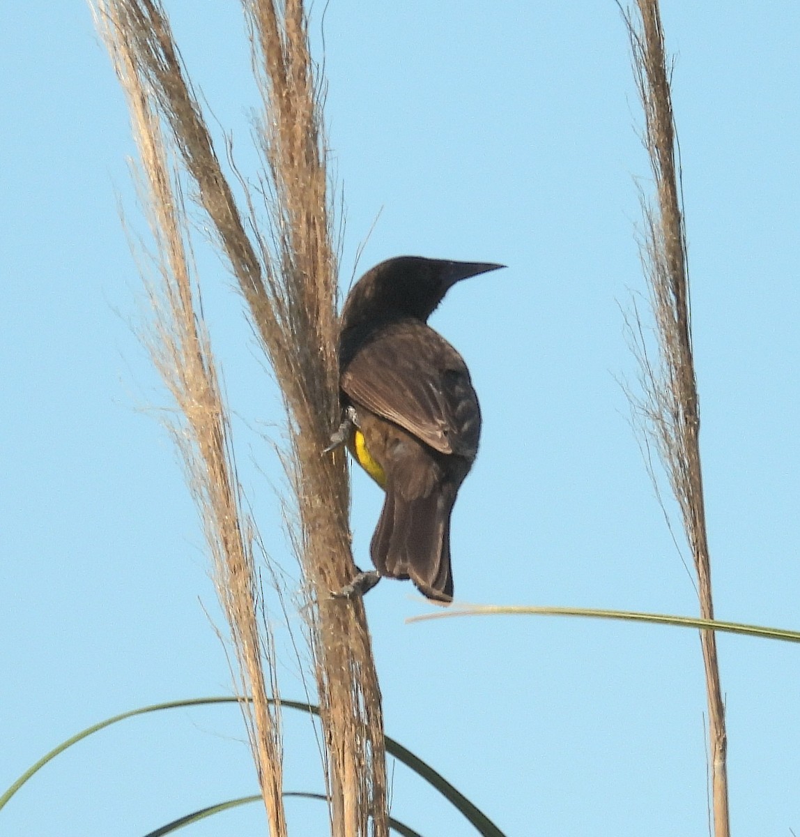 Brown-and-yellow Marshbird - ML646994209