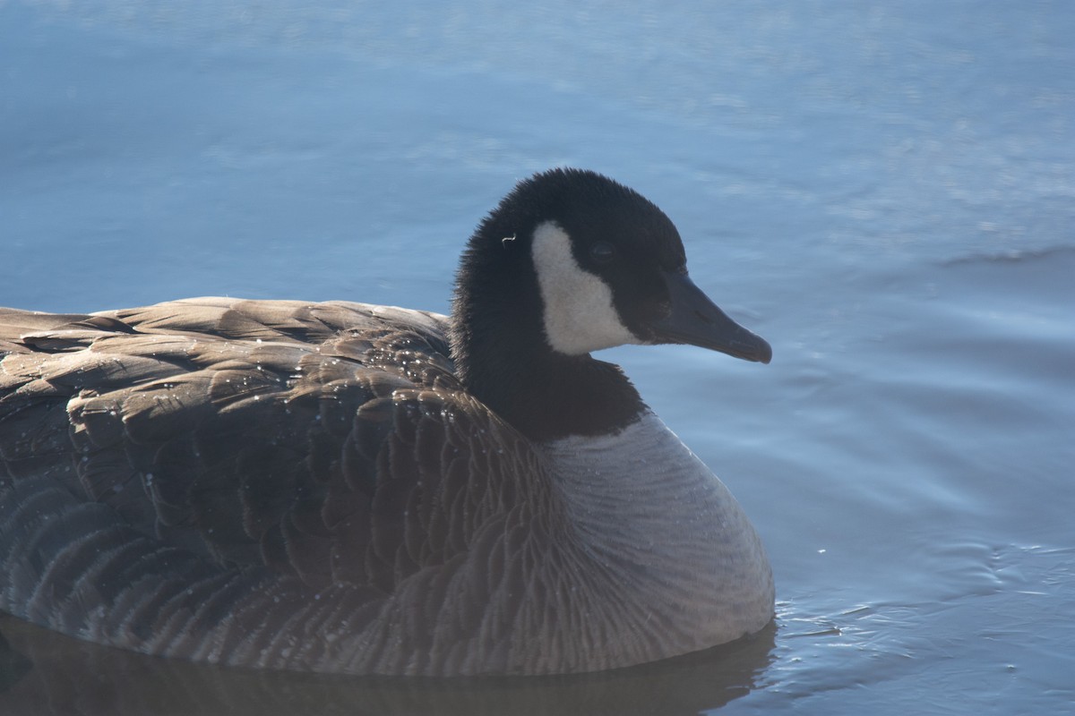 ברנטה קנדית - ML646994213