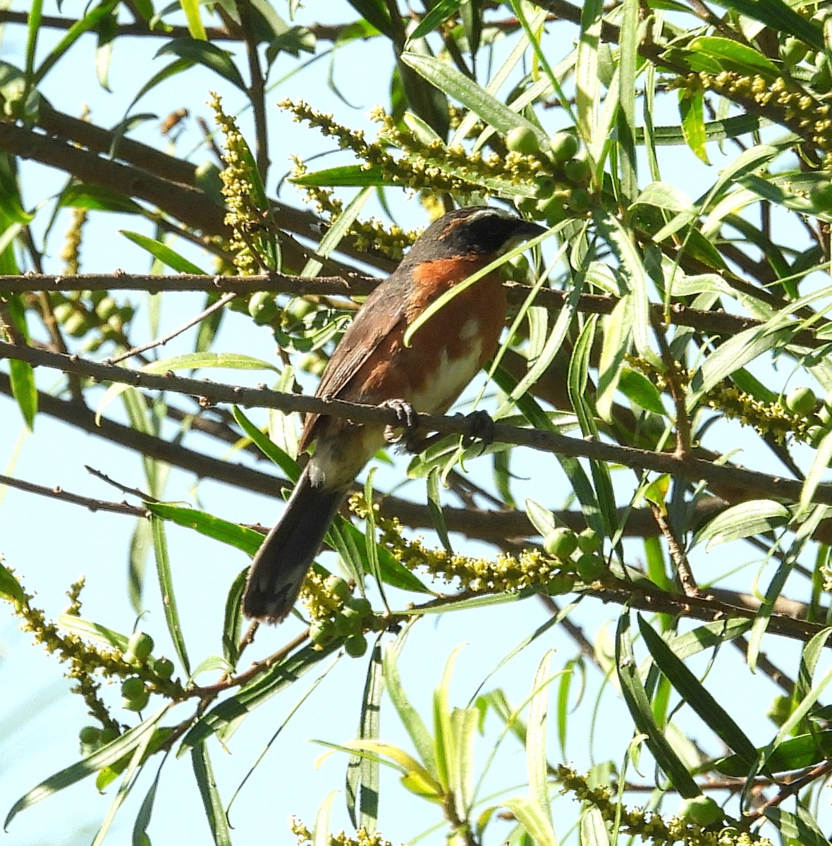 Black-and-rufous Warbling Finch - ML646994216