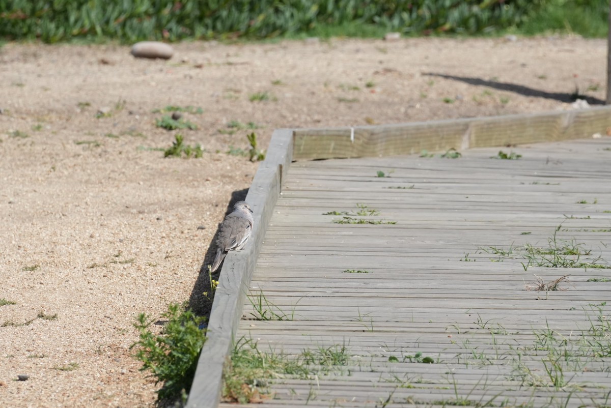 Picui Ground Dove - ML646994222