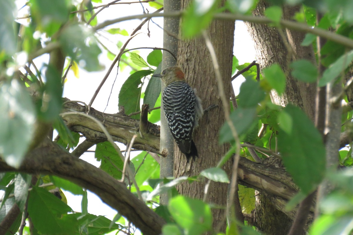 Pic à couronne rouge - ML646994224