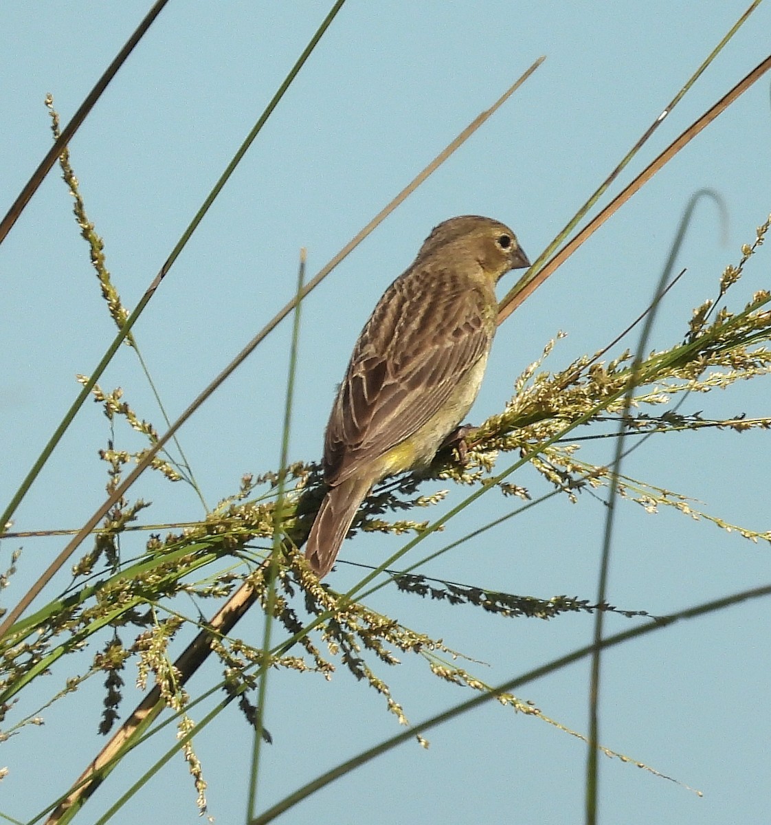 Grassland Yellow-Finch - ML646994226