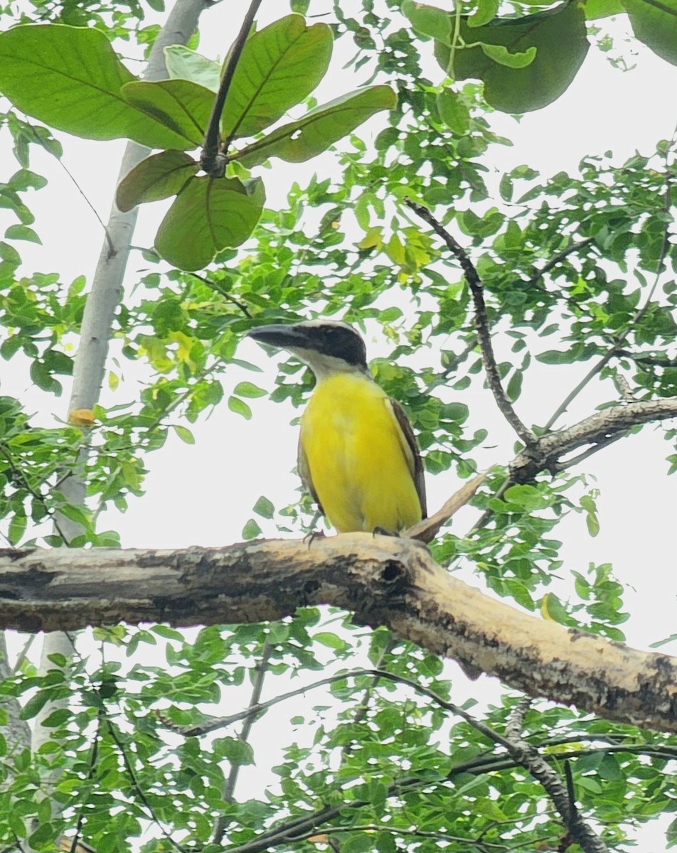 Boat-billed Flycatcher - ML646994230