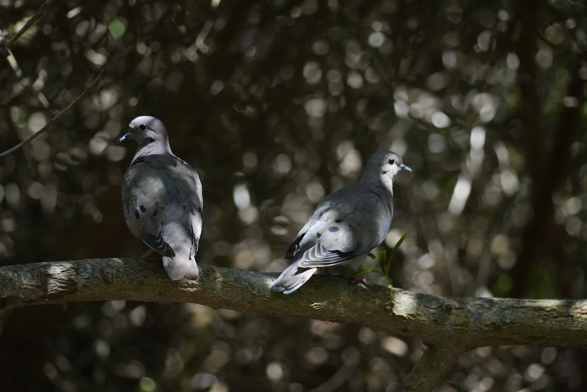 Eared Dove - ML646994244