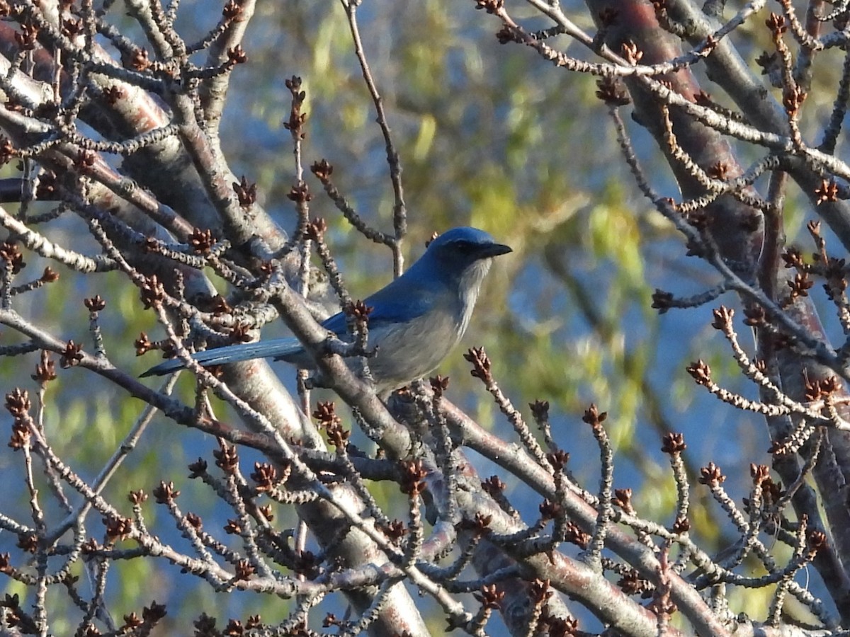 Woodhouse's Scrub-Jay - ML646994262