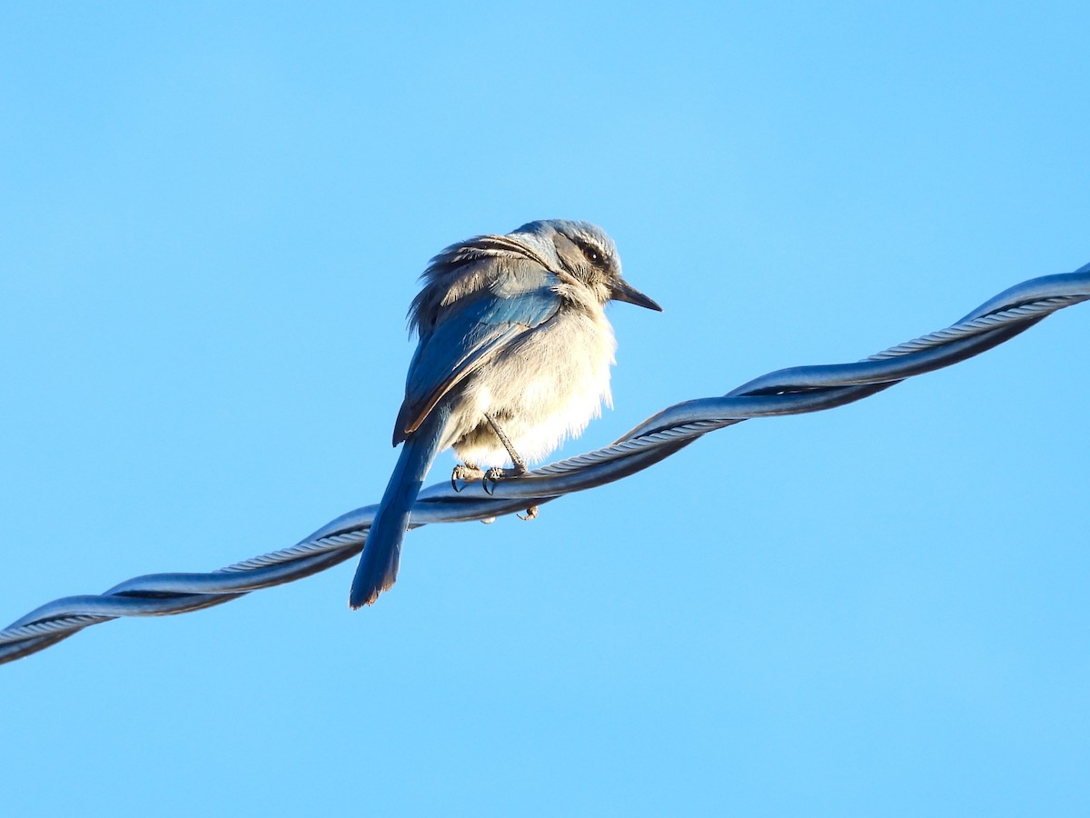 Woodhouse's Scrub-Jay - ML646994263