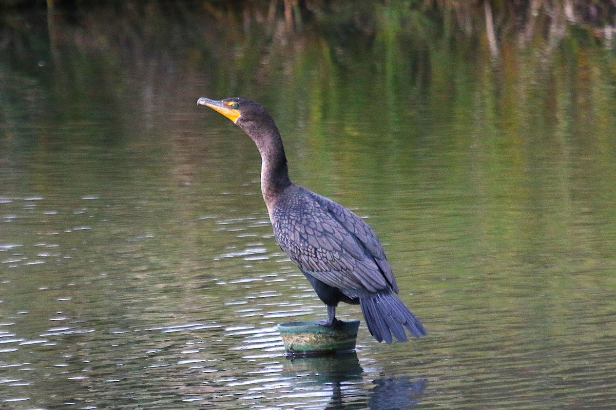 Double-crested Cormorant - ML646994264