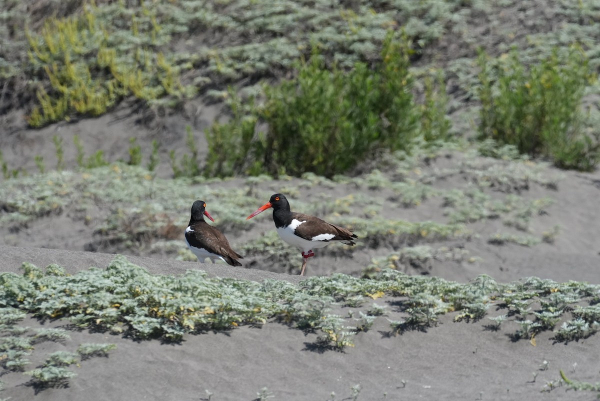 American Oystercatcher - ML646994265