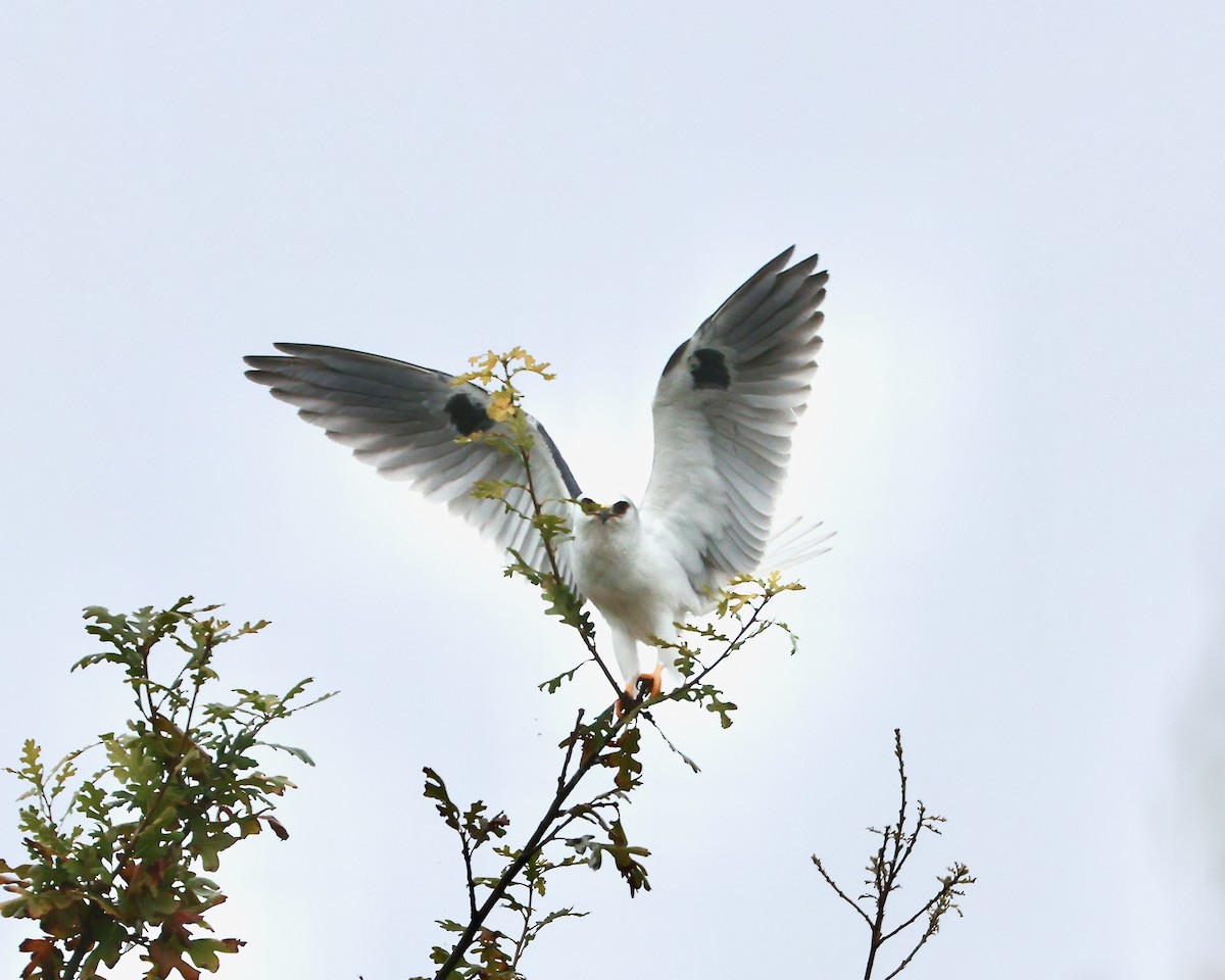 White-tailed Kite - ML646994269