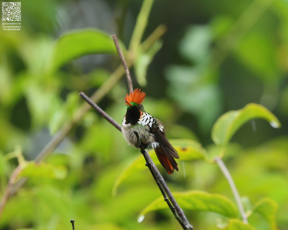 Великолепная кокетка - ML646994270