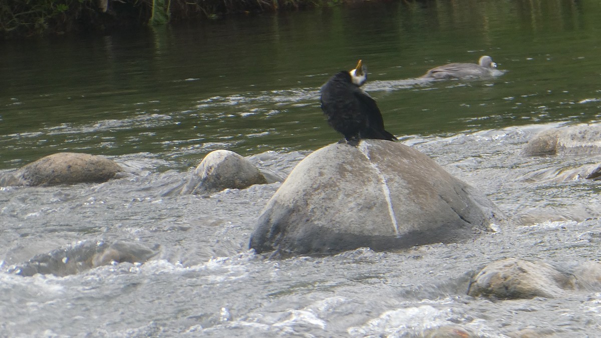Little Pied Cormorant - ML646994271