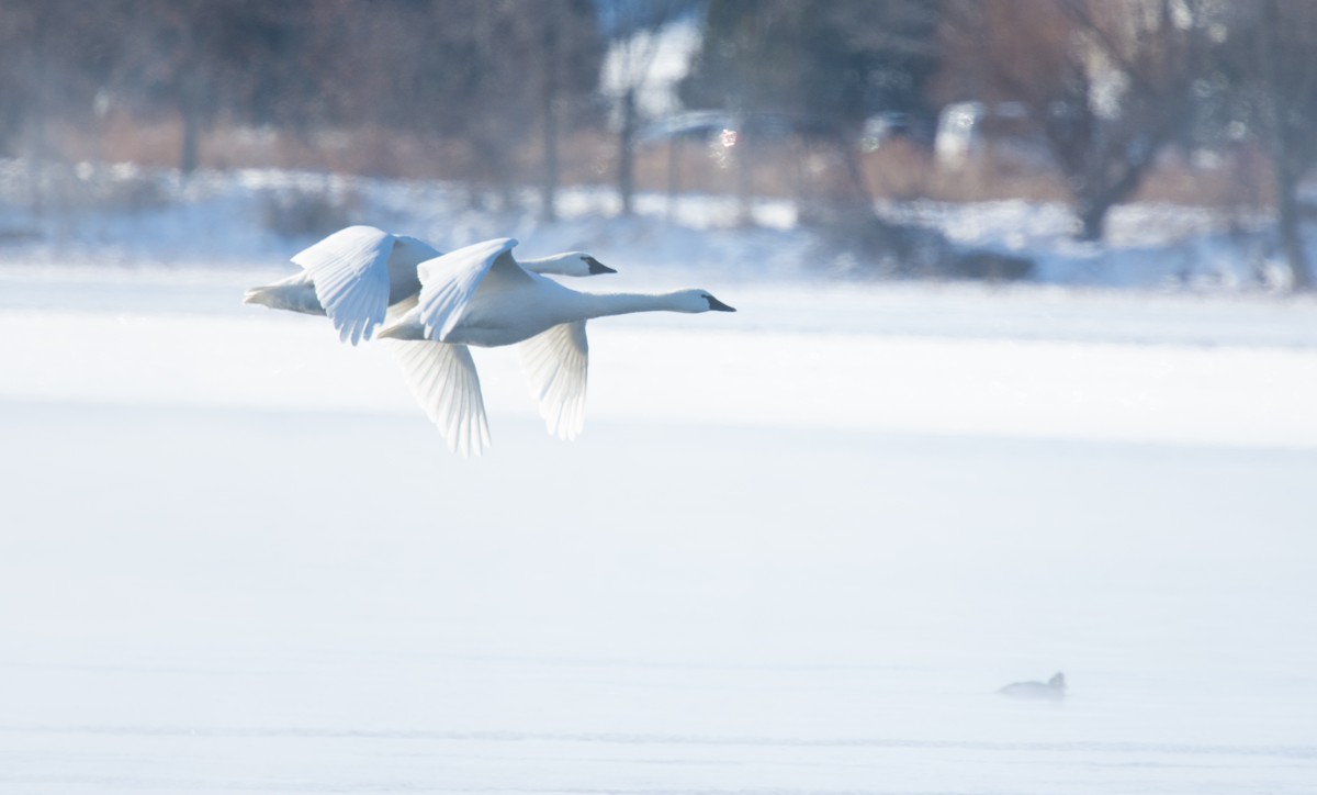 ברבור קטן - ML646994272