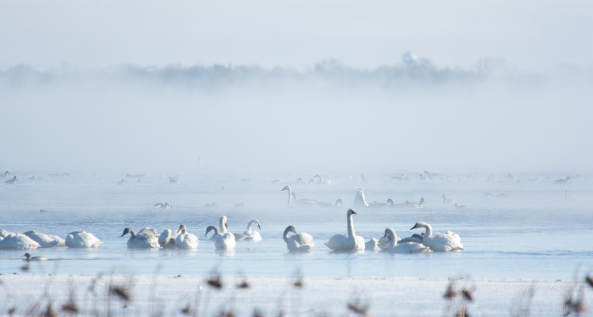ברבור קטן - ML646994274