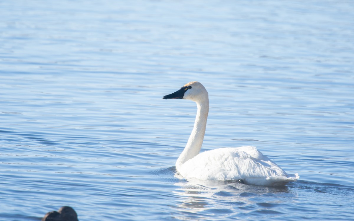 ברבור קטן - ML646994275