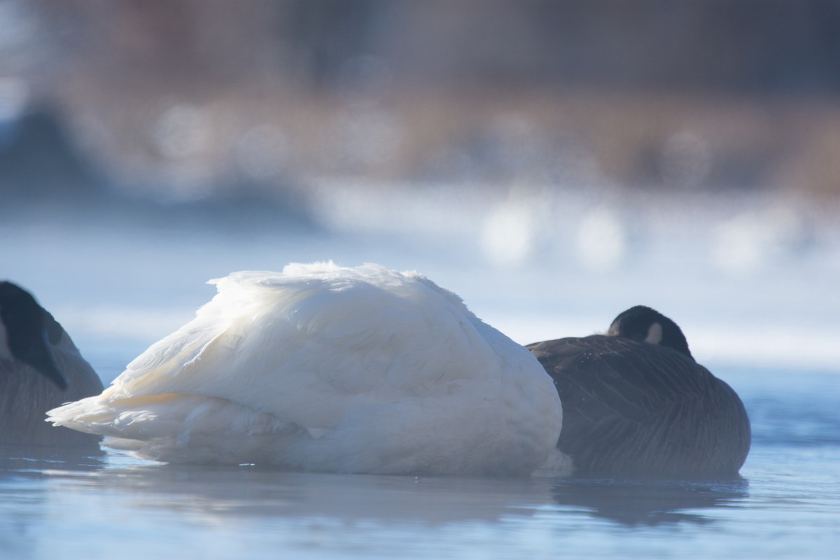 ברבור קטן - ML646994277