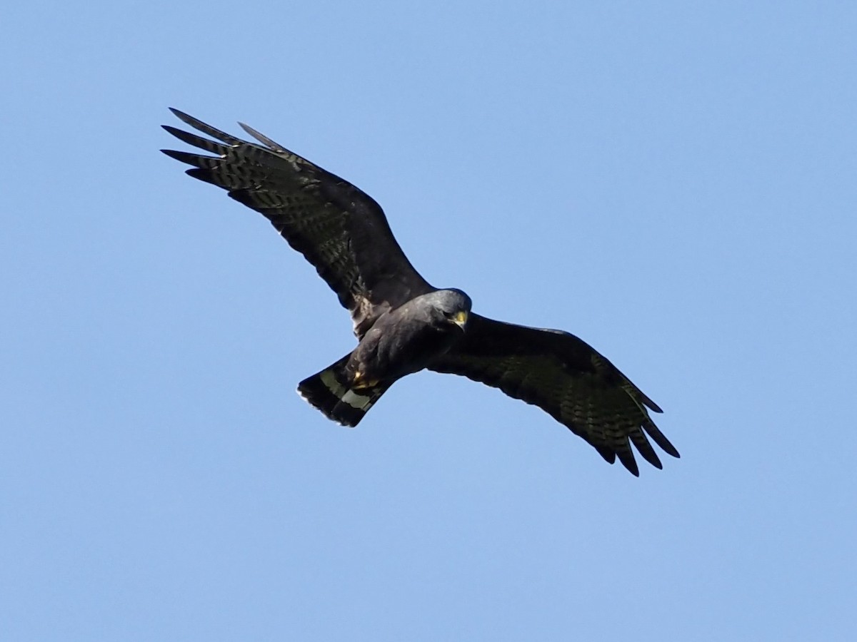 Канюк строкатохвостий - ML646994284