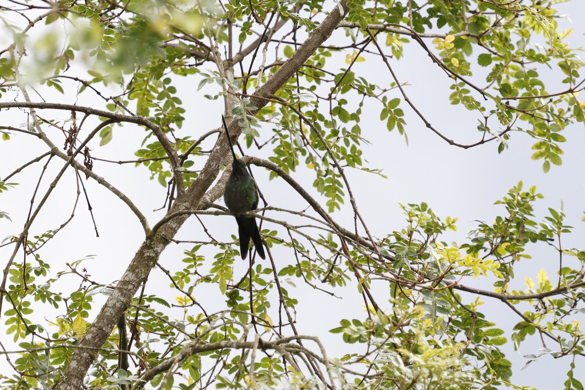 Sword-billed Hummingbird - ML646994286