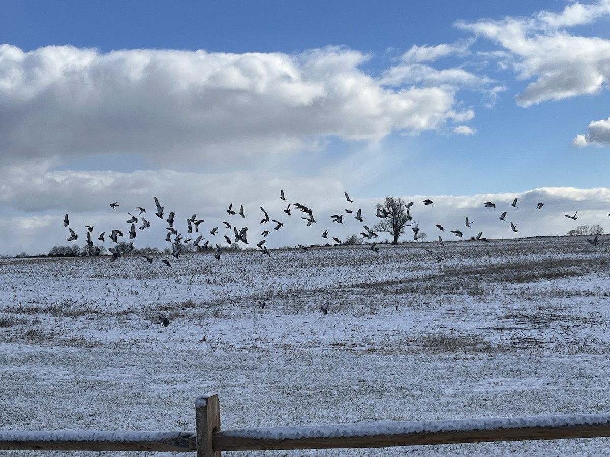 Rock Pigeon (Feral Pigeon) - ML646994287