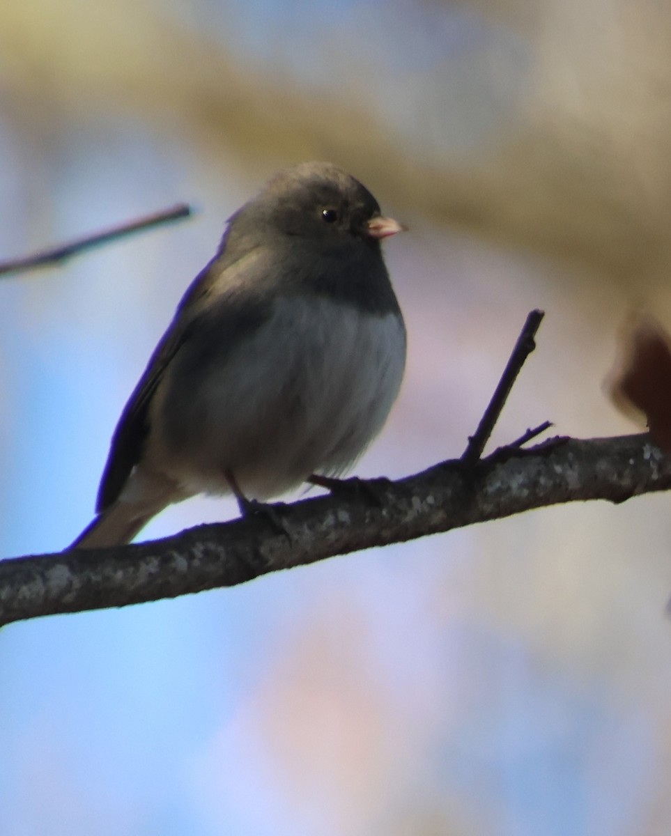 Kara Gözlü Junko - ML646994292