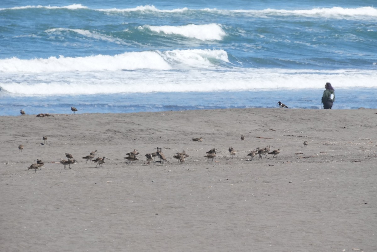 Hudsonian Whimbrel - ML646994294