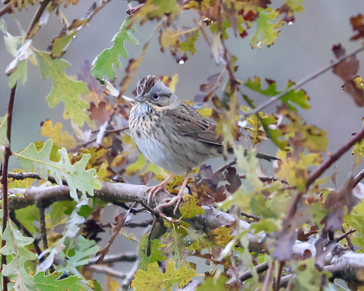 Lincoln's Sparrow - ML646994302