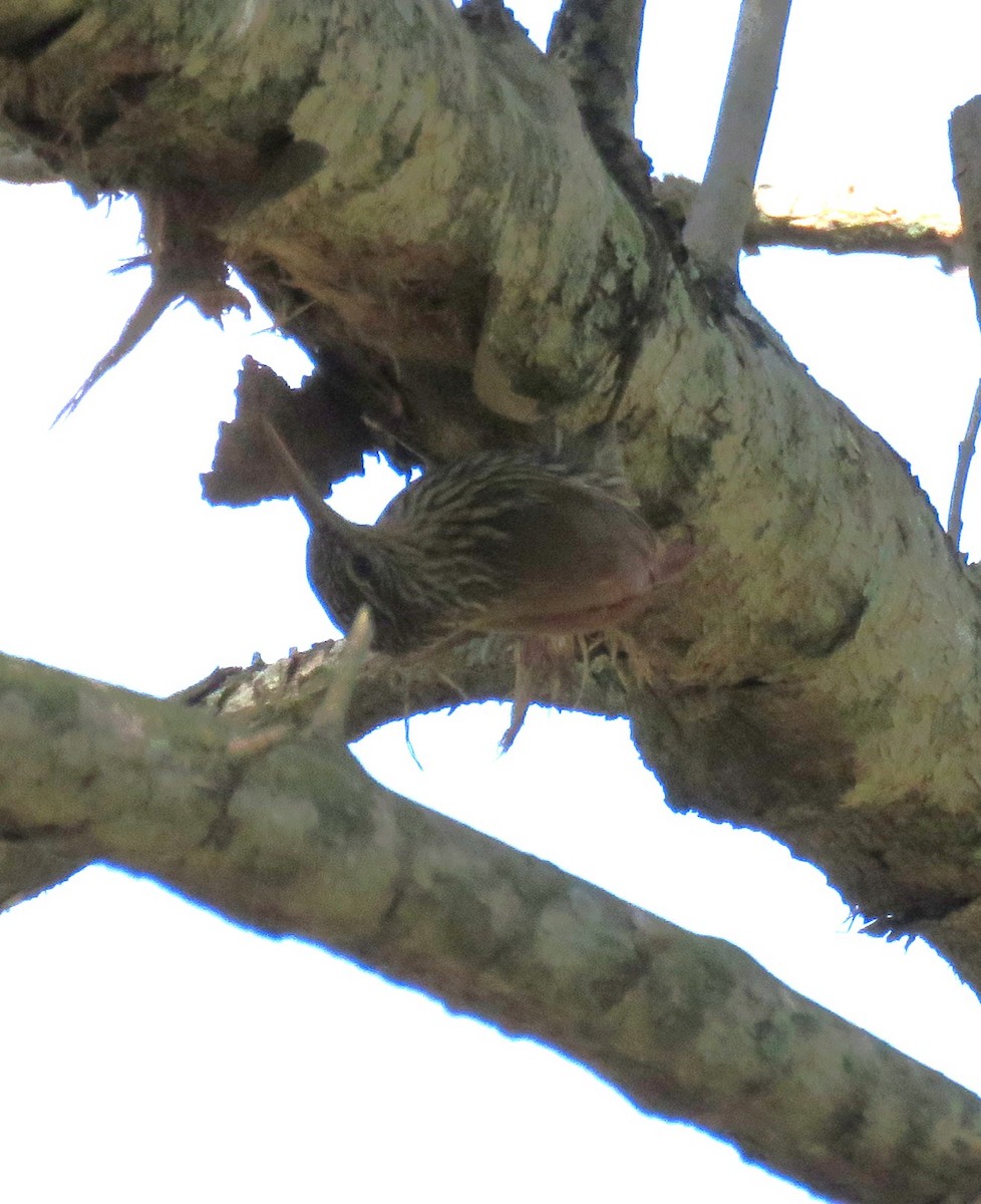 Streak-headed Woodcreeper - ML646994303