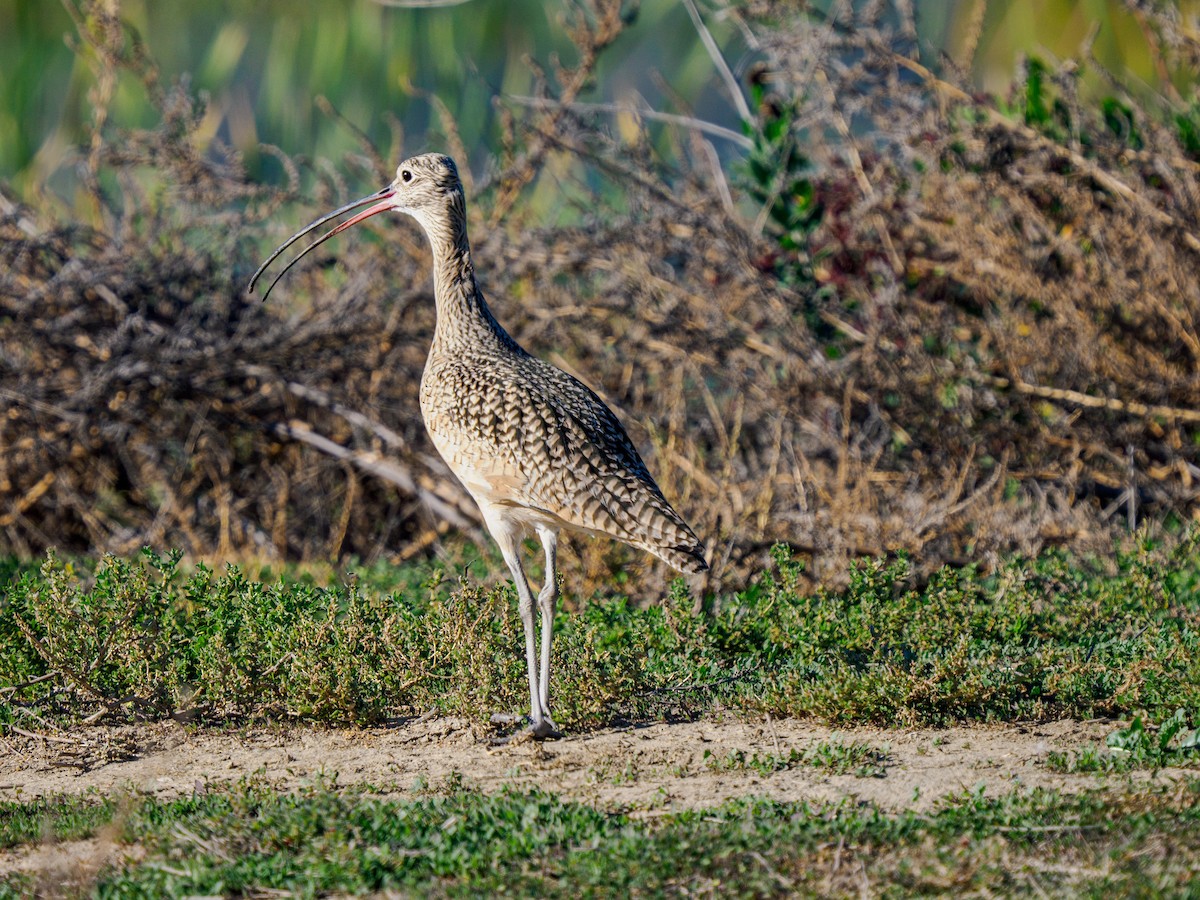 Кульон американський - ML646994312