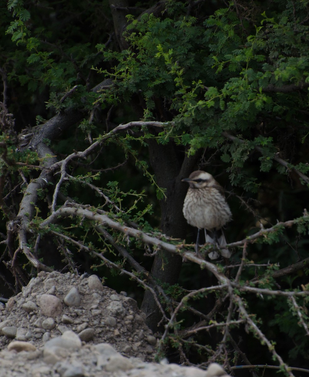Chilean Mockingbird - ML646994314