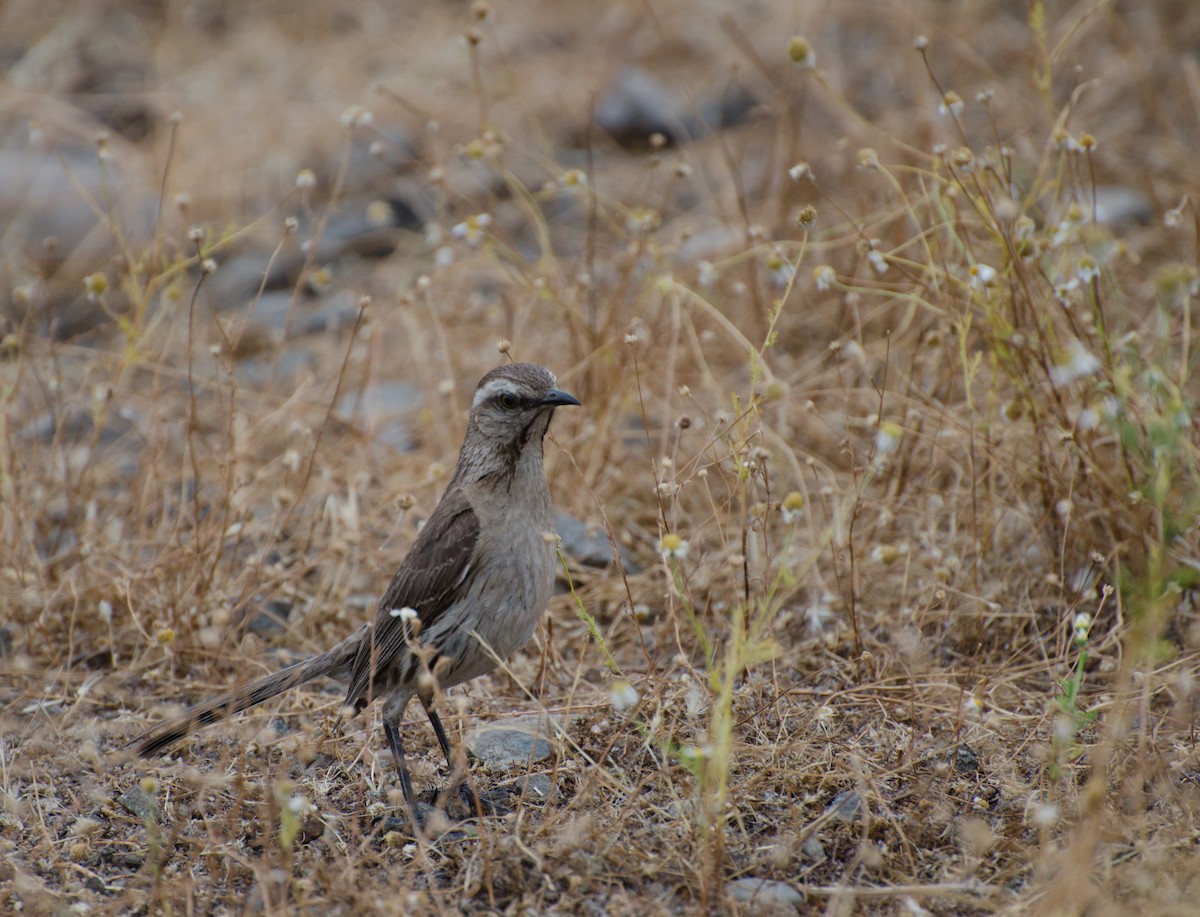 Chilean Mockingbird - ML646994315