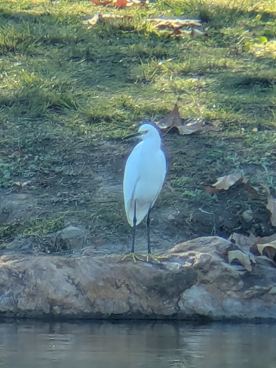 ユキコサギ - ML646994316