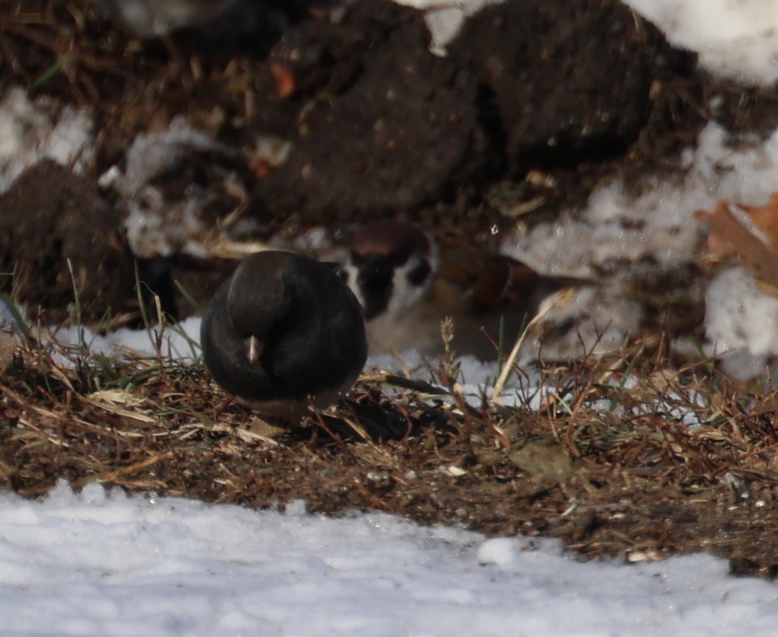Eurasian Tree Sparrow - ML646994317