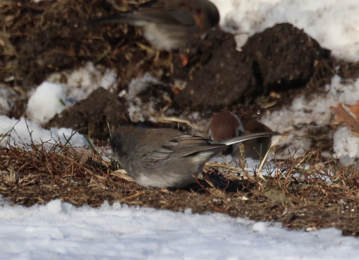 Eurasian Tree Sparrow - ML646994319