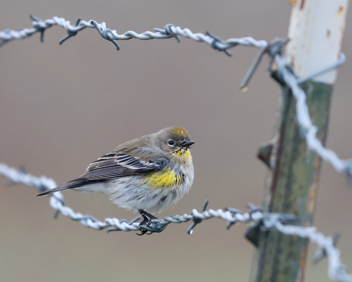 Yellow-rumped Warbler (Audubon's) - ML646994320