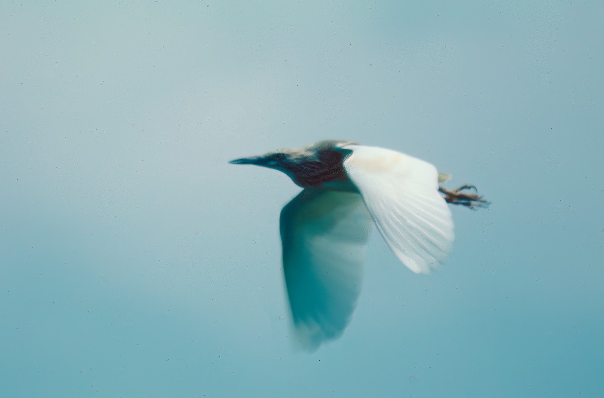 Жёлтая цапля - ML646994321