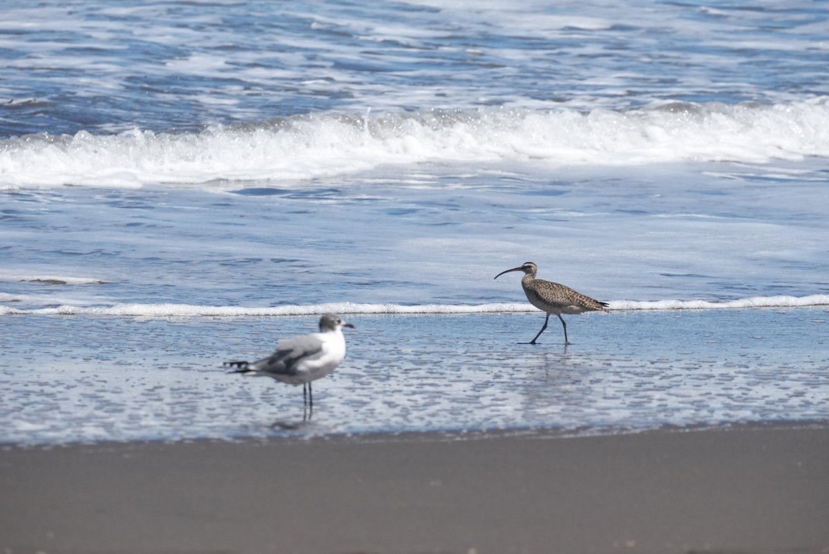 Hudsonian Whimbrel - ML646994322