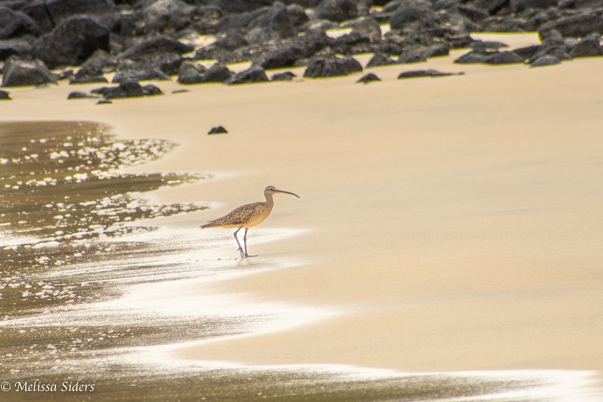 Hudsonian Whimbrel - ML646994323