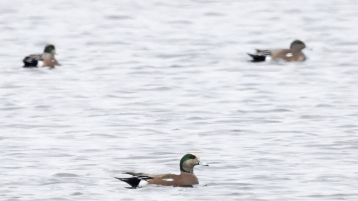 ברווז אמריקני - ML646994325