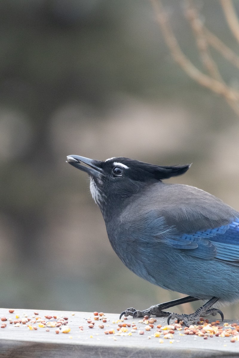 Steller Kargası - ML646994336